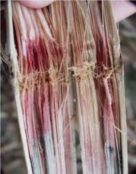 Attēlu rezultāti vaicājumam “Stemonitis herbatica stalked”