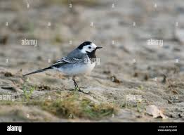 Attēlu rezultāti vaicājumam “Motacilla alba adult”