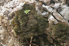 Attēlu rezultāti vaicājumam “Eucladium verticillatum”