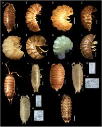 Attēlu rezultāti vaicājumam “Oniscoidea”