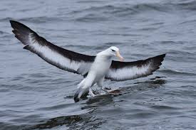 Image result for Thalassarche melanophris