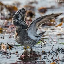 Attēlu rezultāti vaicājumam “Calidris maritima adult”