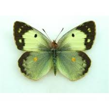 Attēlu rezultāti vaicājumam “Colias croceus underside”