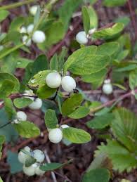 Attēlu rezultāti vaicājumam “Symphytocarpus impexus”