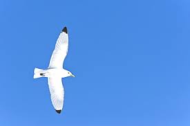 Attēlu rezultāti vaicājumam “Rissa tridactyla adult”