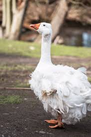 Attēlu rezultāti vaicājumam “Anser anser”