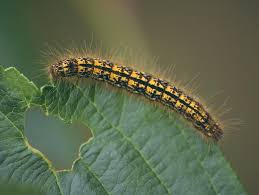 Attēlu rezultāti vaicājumam “Malacosoma castrensis larva”