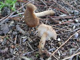 Attēlu rezultāti vaicājumam “Inocybe lanuginosa”
