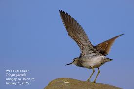 Attēlu rezultāti vaicājumam “Tringa glareola adult”