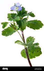 Attēlu rezultāti vaicājumam “Veronica persica”