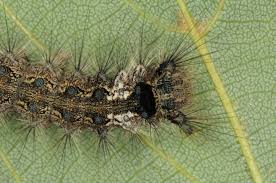 Attēlu rezultāti vaicājumam “Lymantria monacha imago”