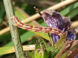 Attēlu rezultāti vaicājumam “Eupithecia centaureata”