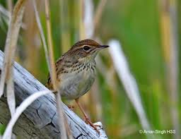 Image result for Locustella lanceolata