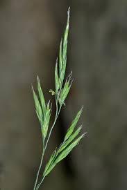 Attēlu rezultāti vaicājumam “Festuca rubra subsp. rubra fruit”