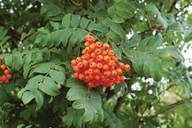Attēlu rezultāti vaicājumam “Sorbus”