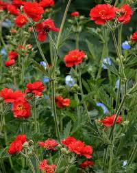 Attēlu rezultāti vaicājumam “Geum”