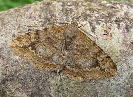 Attēlu rezultāti vaicājumam “Alcis repandata”