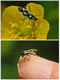 Attēlu rezultāti vaicājumam “Stenotus binotatus male”