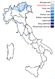 Attēlu rezultāti vaicājumam “Chaenotheca gracilenta”