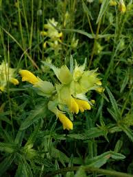 Attēlu rezultāti vaicājumam “Rhinanthus serotinus flower”