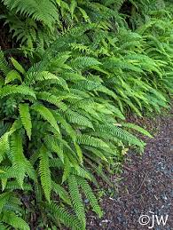 Attēlu rezultāti vaicājumam “Blechnum spicant”