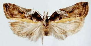 Attēlu rezultāti vaicājumam “Acleris cristana”