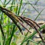Attēlu rezultāti vaicājumam “Carex acutiformis leaf”