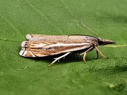 Attēlu rezultāti vaicājumam “Crambus lathoniellus”