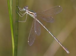 Attēlu rezultāti vaicājumam “Lestidae”