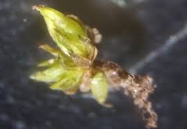 Attēlu rezultāti vaicājumam “Pseudotaxiphyllum elegans macro”