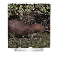 Attēlu rezultāti vaicājumam “Hydrochoerus hydrochaeris”