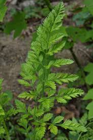 Attēlu rezultāti vaicājumam “Daucus carota subsp. carota leaf”