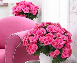 Image result for Бегония Элатиор 12х22 4601887072423