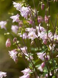 Image result for Akelei