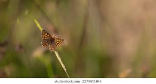 Attēlu rezultāti vaicājumam “Hamearis lucina upperside”