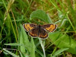 Attēlu rezultāti vaicājumam “Mellicta athalia upperside”