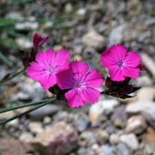 Image result for Dianthus carthusianorum