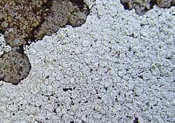 Attēlu rezultāti vaicājumam “Pertusaria flavida”