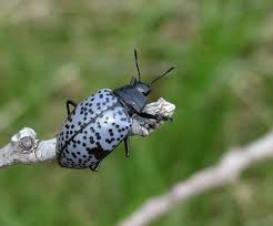 Attēlu rezultāti vaicājumam “Triplax russica”