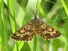 Attēlu rezultāti vaicājumam “Ematurga atomaria”