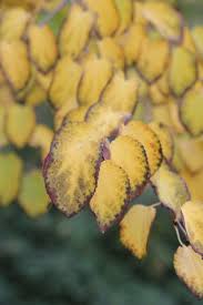 Attēlu rezultāti vaicājumam “Cercidiphyllum japonicum fruit”