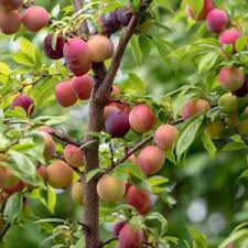 Attēlu rezultāti vaicājumam “Prunus domestica subsp. insitita fruit”