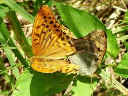 Attēlu rezultāti vaicājumam “Argynnis paphia”