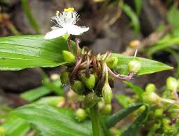 Attēlu rezultāti vaicājumam “Commelinaceae”
