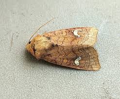 Attēlu rezultāti vaicājumam “Amphipoea”