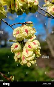 Attēlu rezultāti vaicājumam “Ulmus glabra fruit”