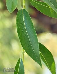 Attēlu rezultāti vaicājumam “Salix fragilis”