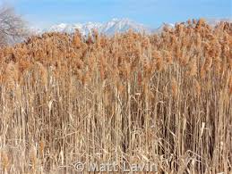 Attēlu rezultāti vaicājumam “Phragmites communis fruit”