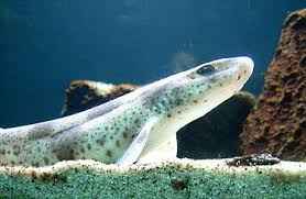 Image result for Scyliorhinus canicula