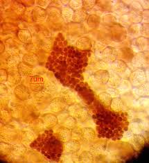 Attēlu rezultāti vaicājumam “Lycogala ustulatum sessile”